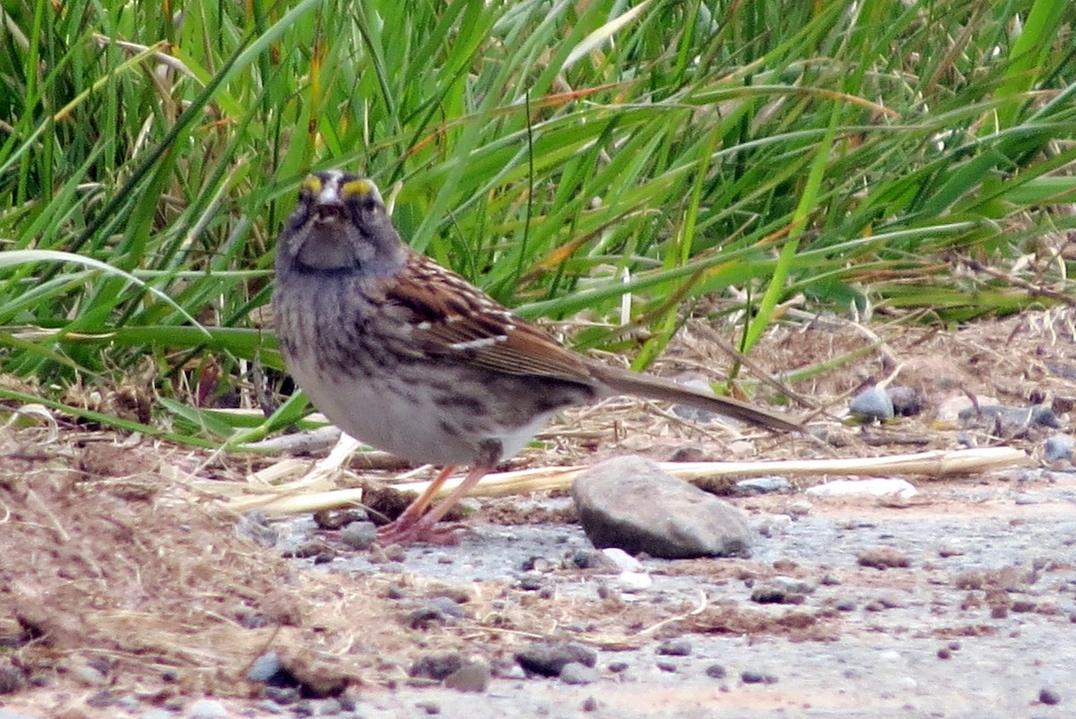 White-throated Sparrow - ML618430774