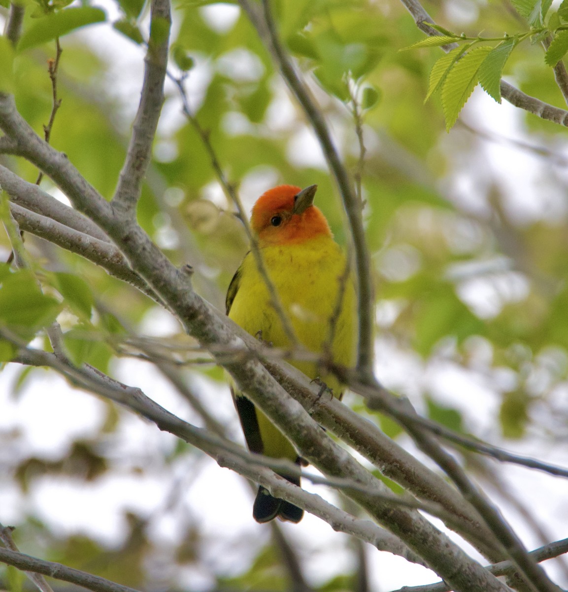 Western Tanager - ML618430811