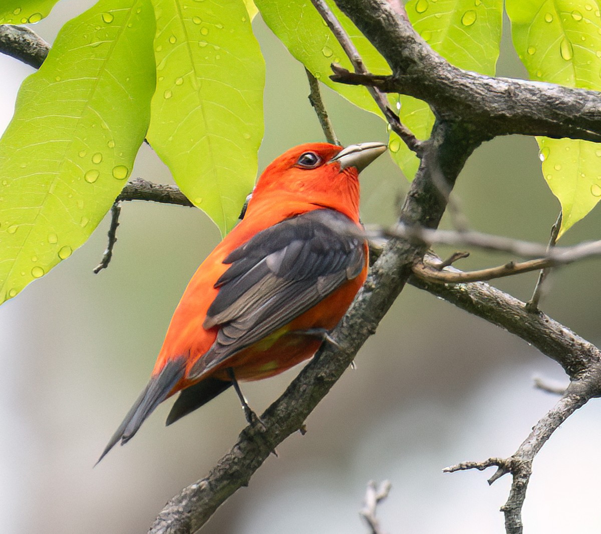 Scarlet Tanager - ML618430823