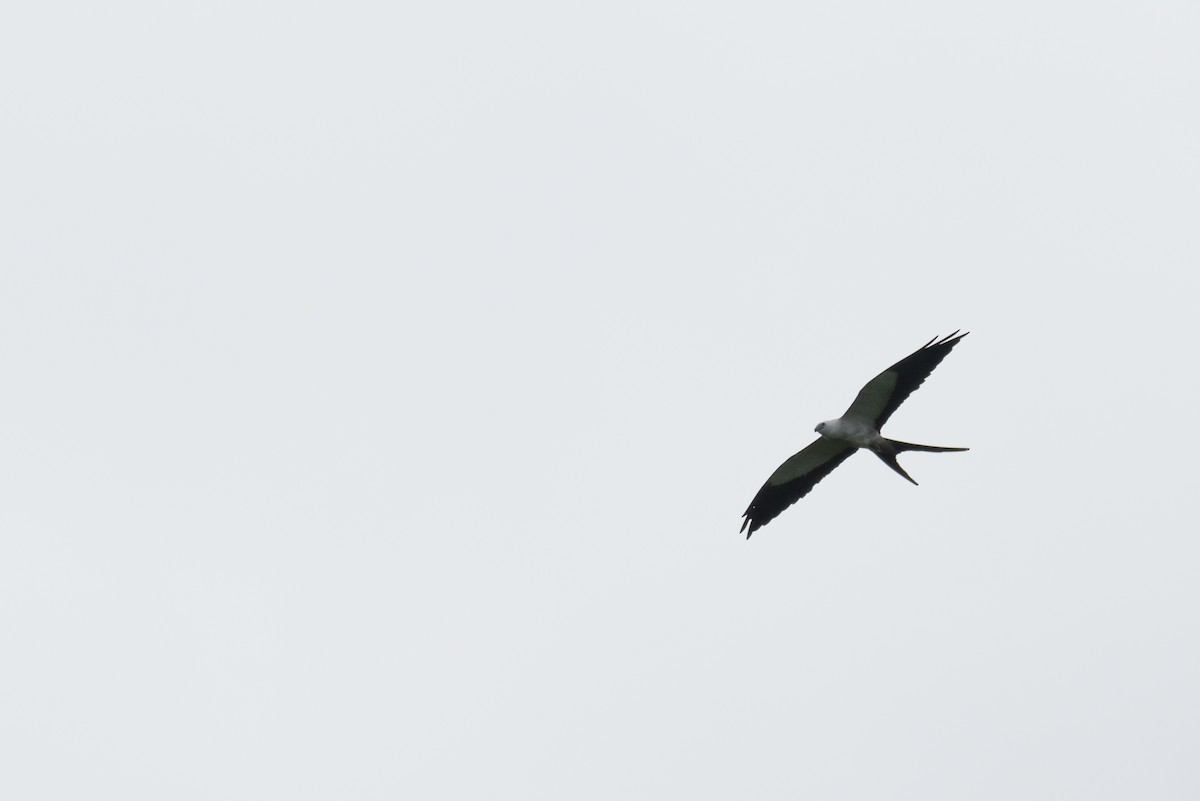 Swallow-tailed Kite - Paul von Dewitz