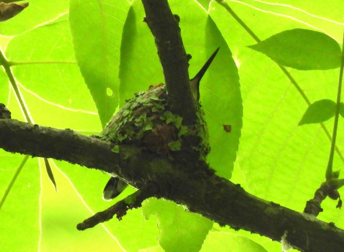 Ruby-throated Hummingbird - ML618430842