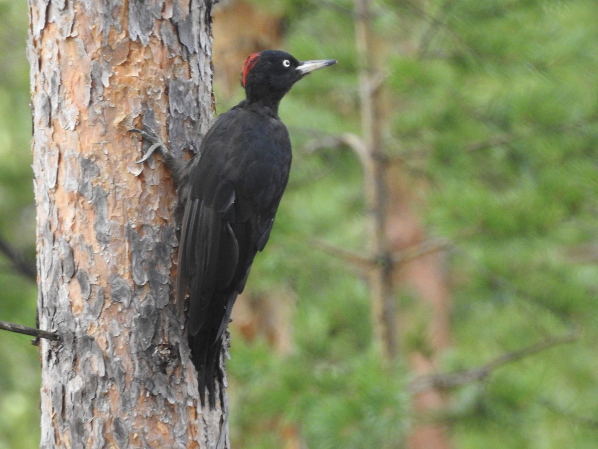 Black Woodpecker - ML618430958