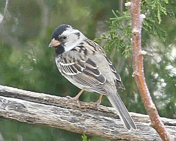 Harris's Sparrow - ML618431024