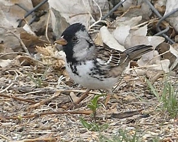 Harris's Sparrow - ML618431026
