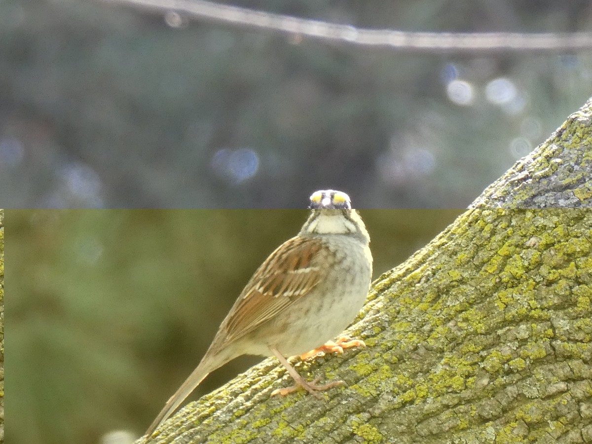 White-throated Sparrow - ML618431050