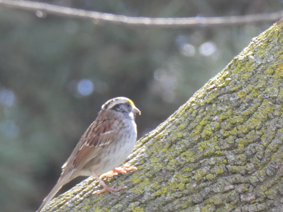 White-throated Sparrow - ML618431051
