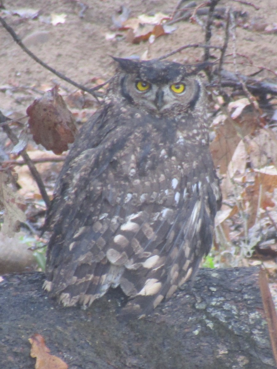Spotted Eagle-Owl - ML618431060
