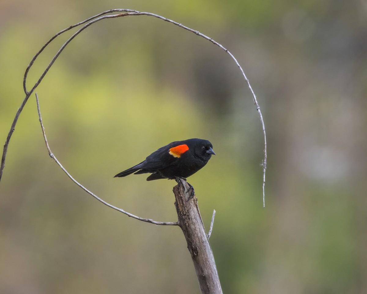Red-winged Blackbird - ML618431107