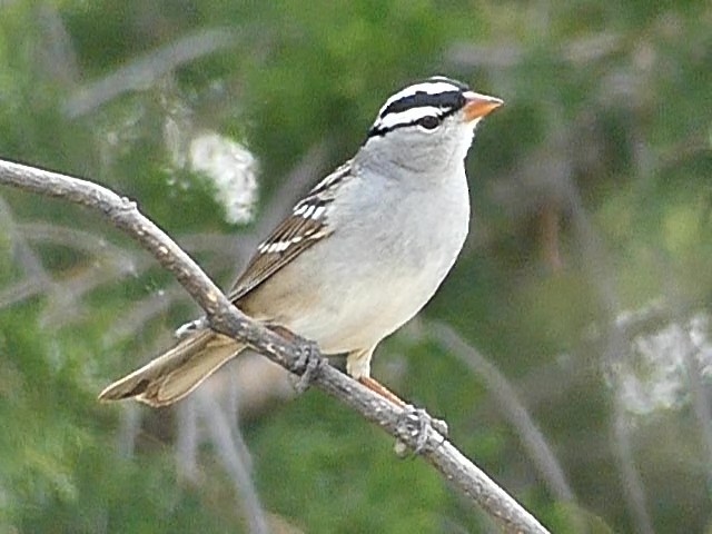 White-crowned Sparrow - ML618431123