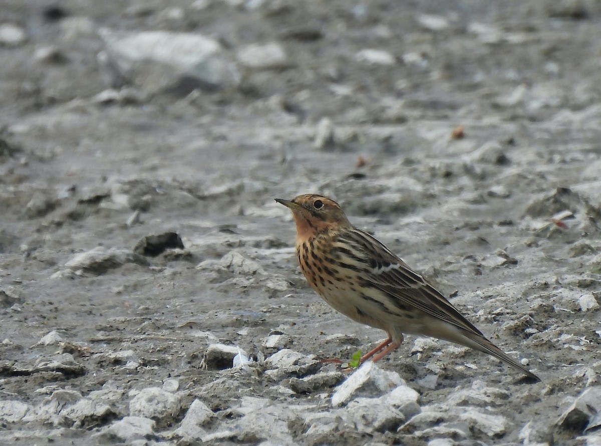 Red-throated Pipit - ML618431124