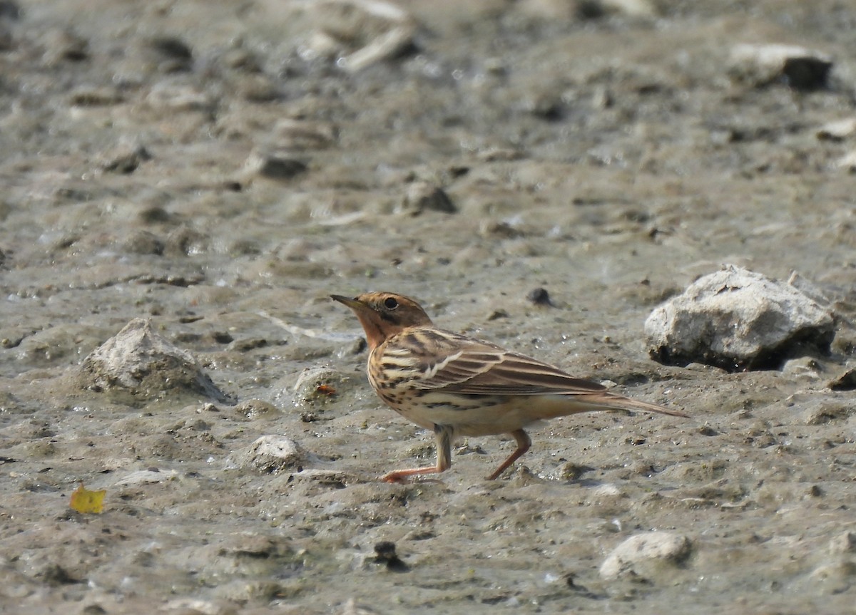 Red-throated Pipit - ML618431127