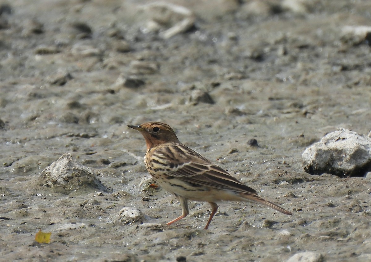 Red-throated Pipit - Mike Vlasatý