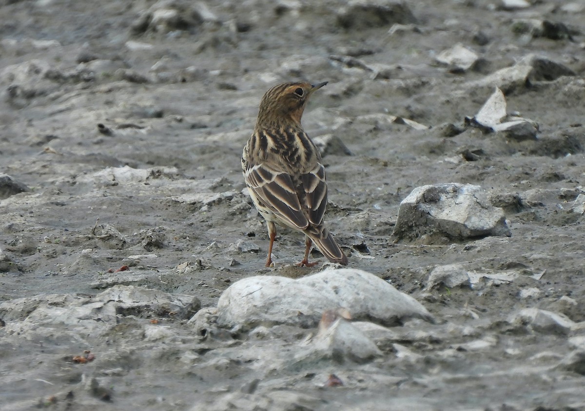 Red-throated Pipit - ML618431130