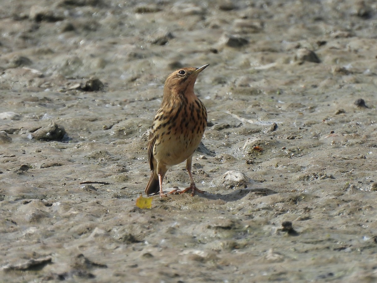Red-throated Pipit - ML618431131