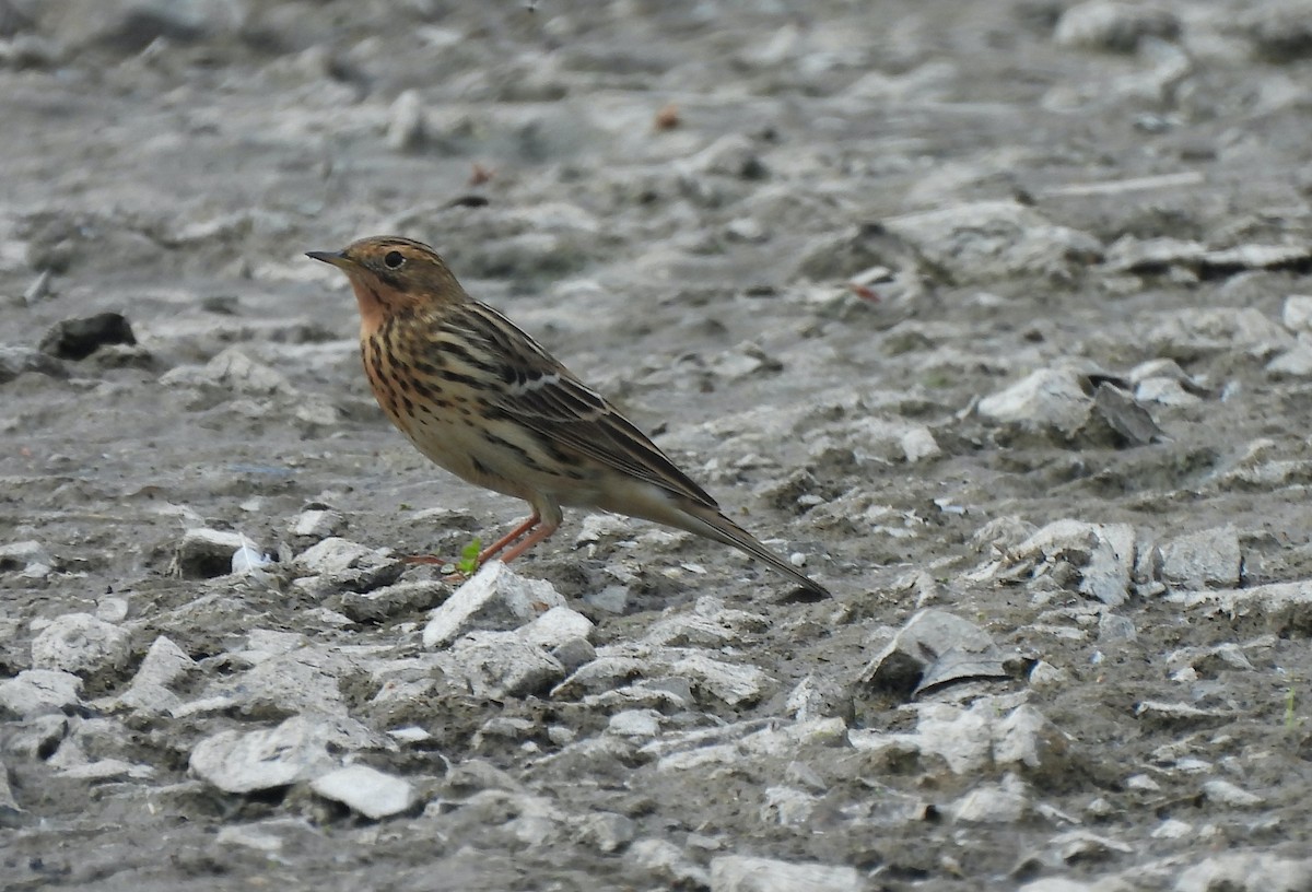 Red-throated Pipit - ML618431132