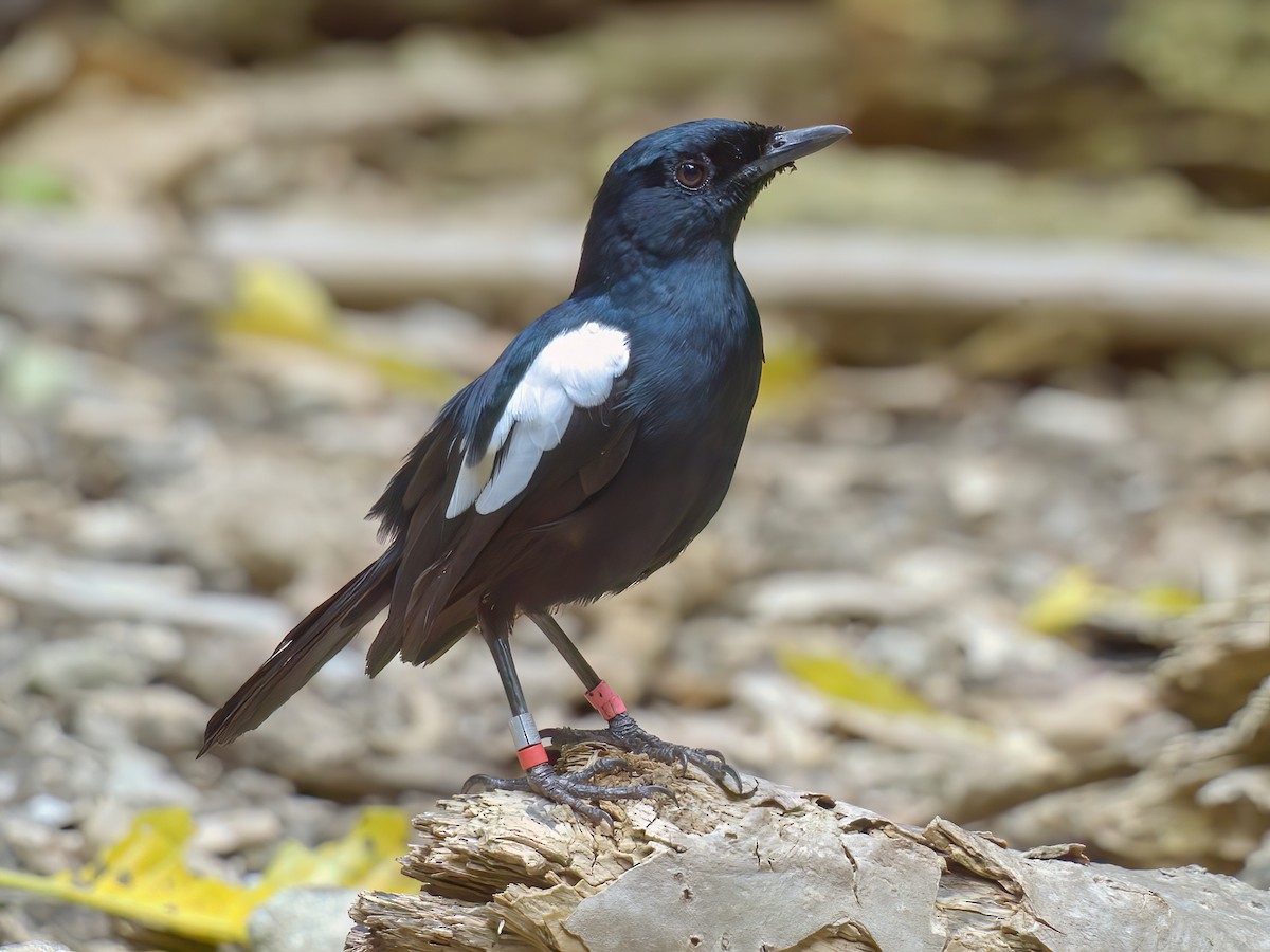 Seychelles Magpie-Robin - Copsychus sechellarum - Birds of the World