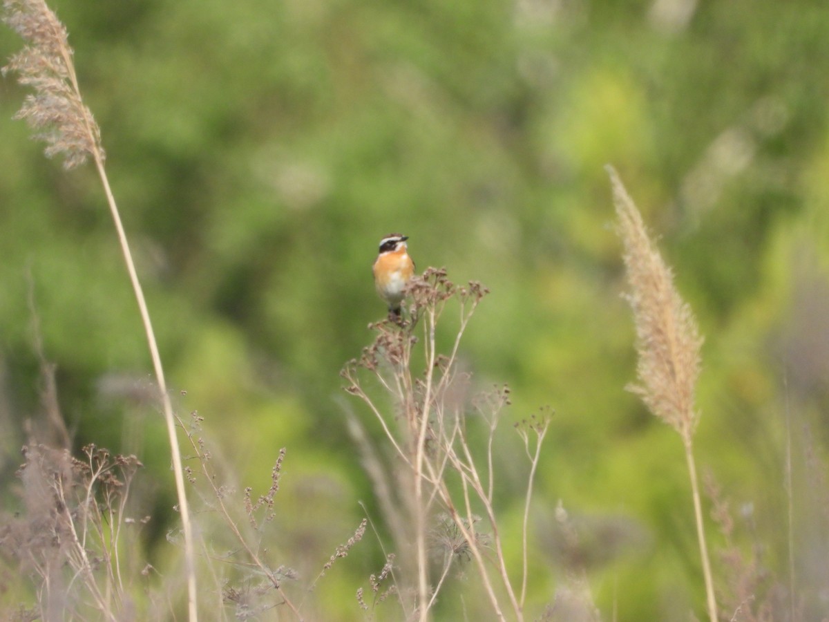 Whinchat - ML618431217