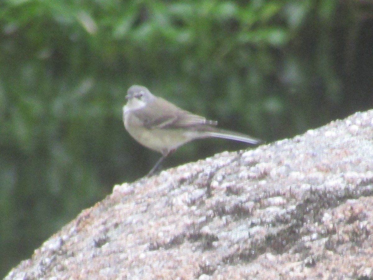 Cape Wagtail - ML618431221