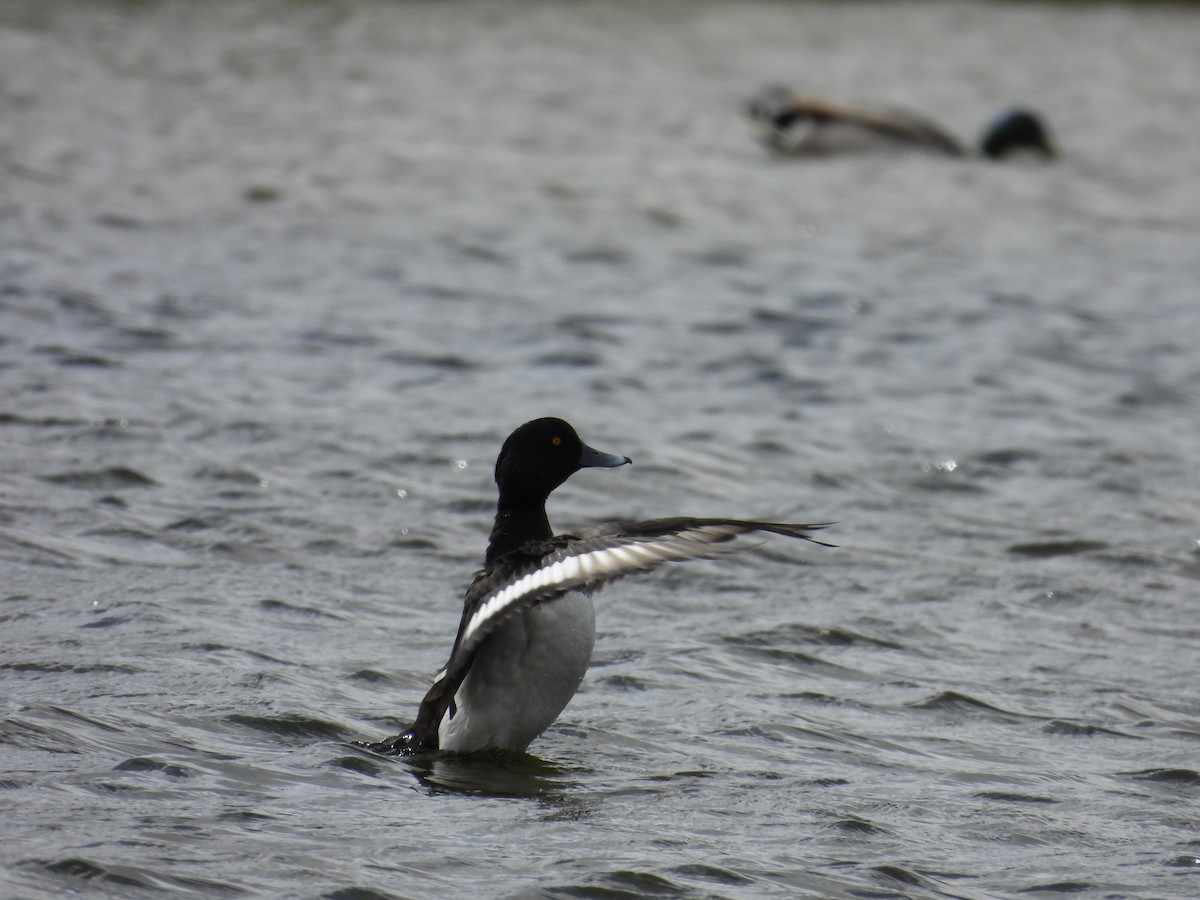 Tufted Duck - ML618431257