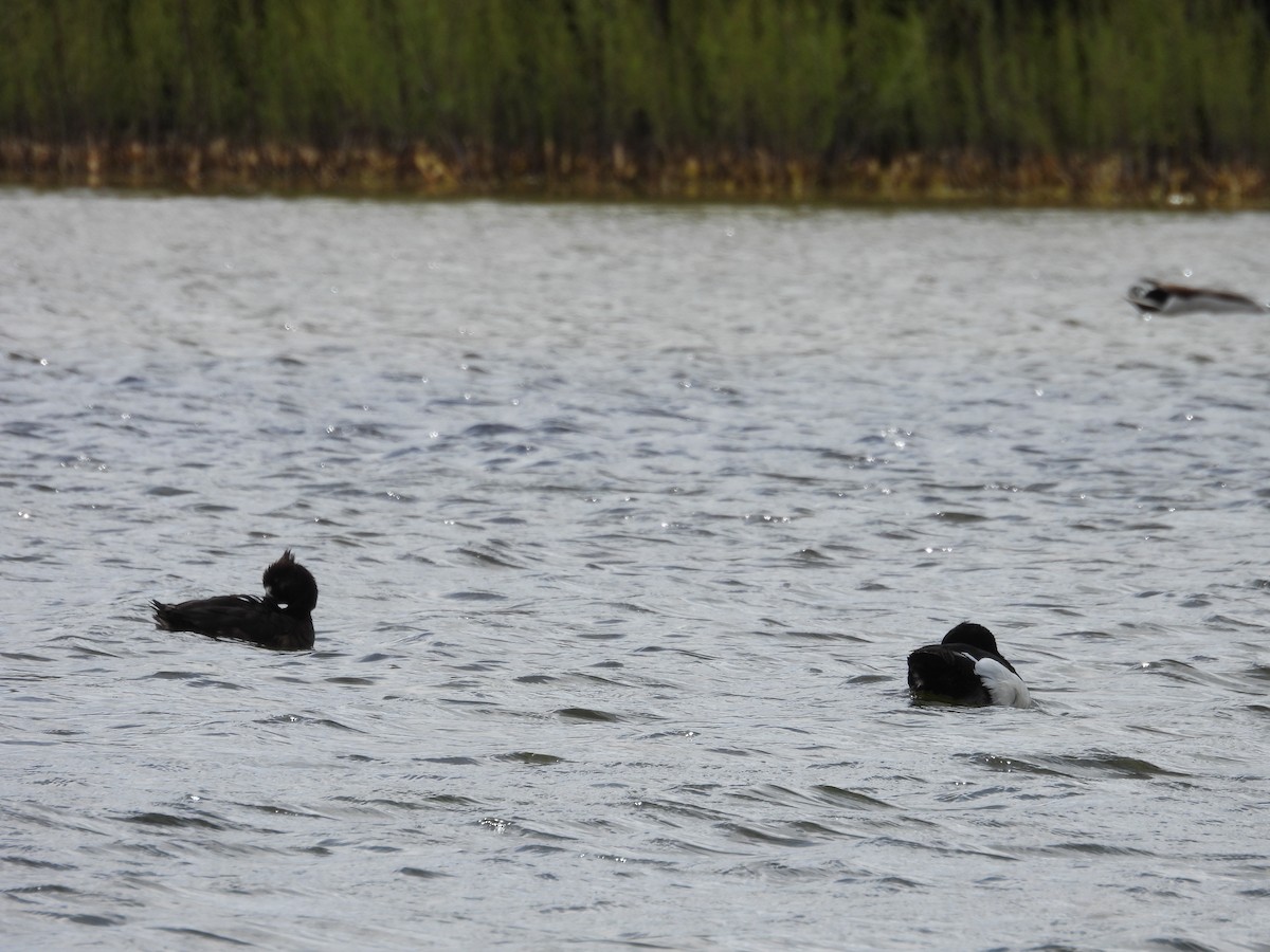 Tufted Duck - ML618431258