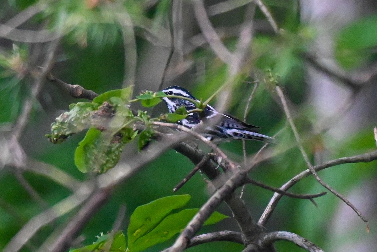 Black-and-white Warbler - ML618431264