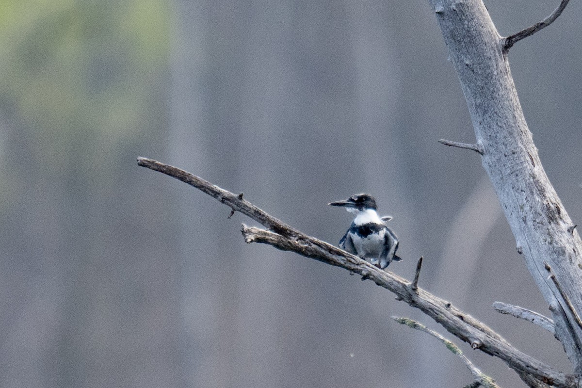 Belted Kingfisher - ML618431273