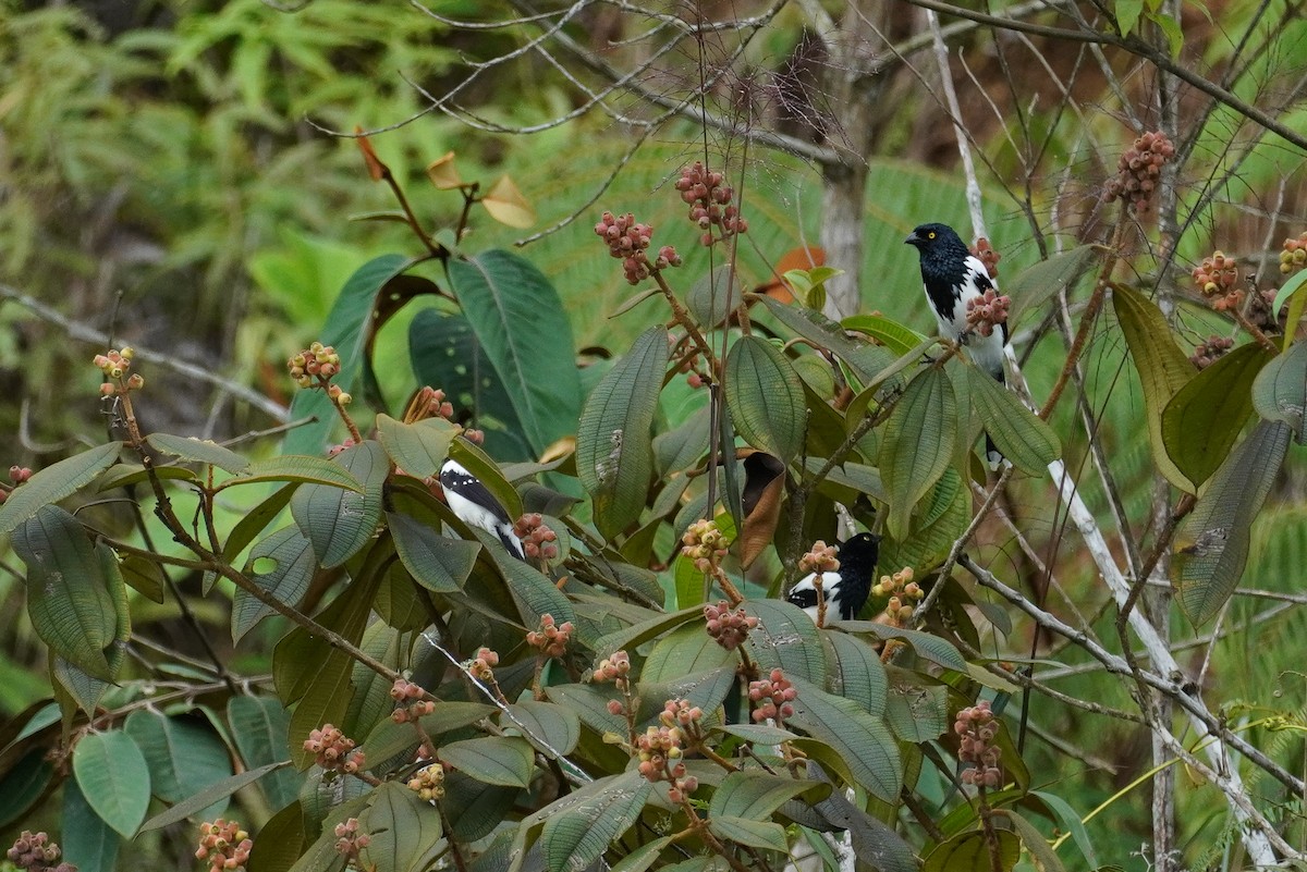 Magpie Tanager - ML618431279