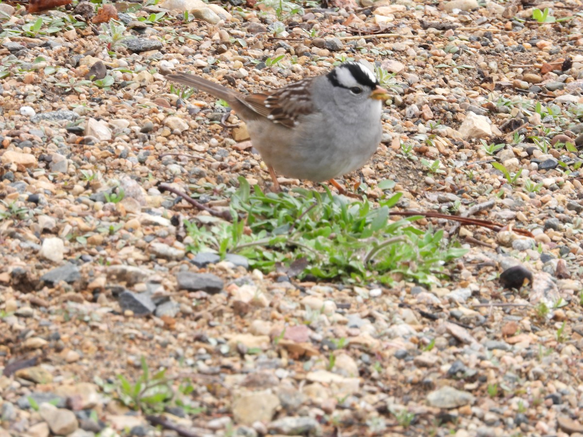 White-crowned Sparrow - Gerard Nachtegaele