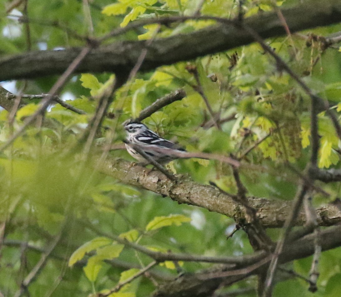 Black-and-white Warbler - ML618431352