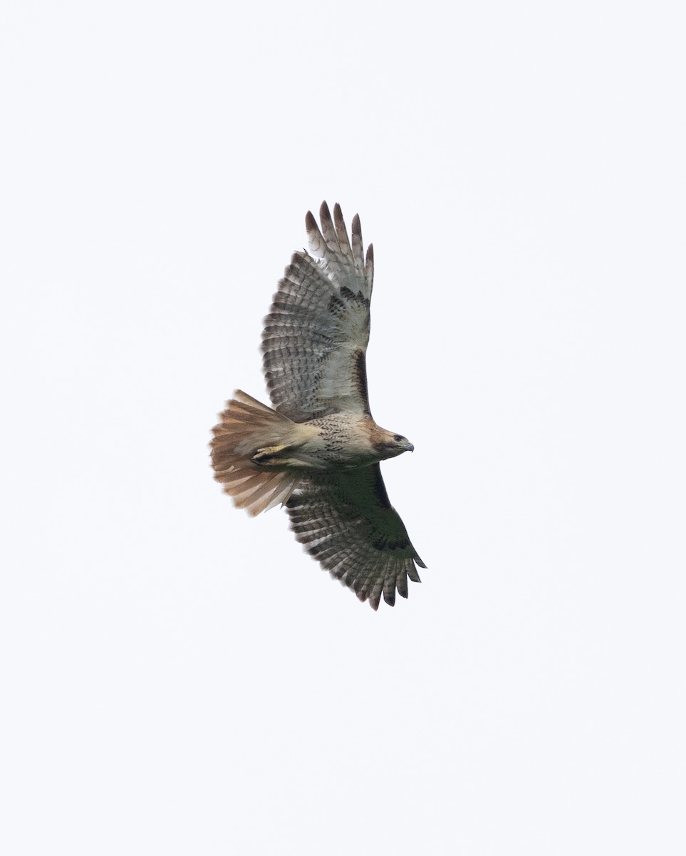 Red-tailed Hawk - ML618431417