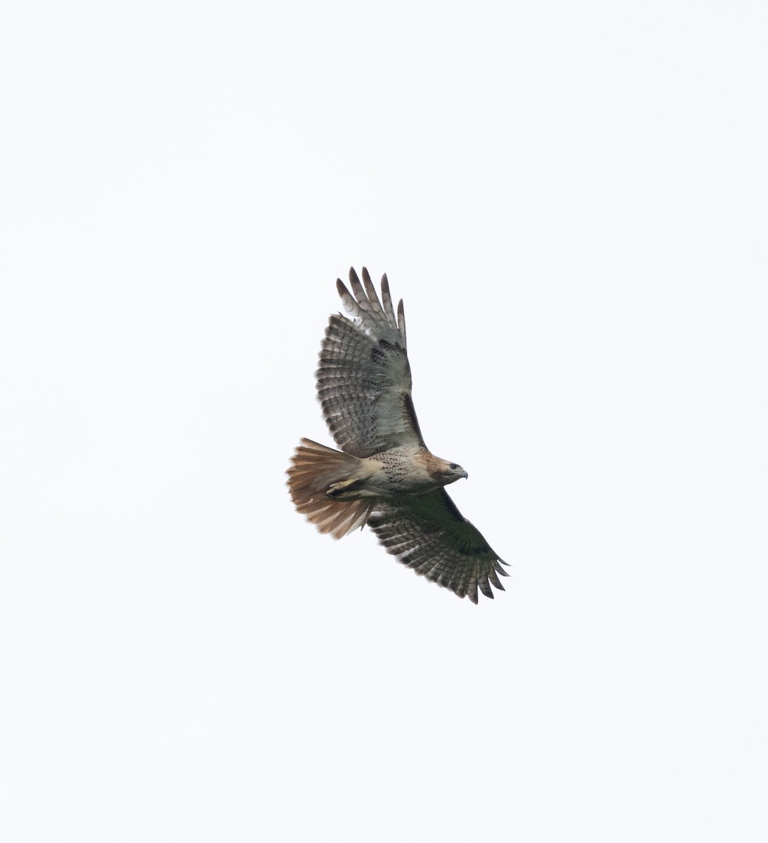 Red-tailed Hawk - ML618431418