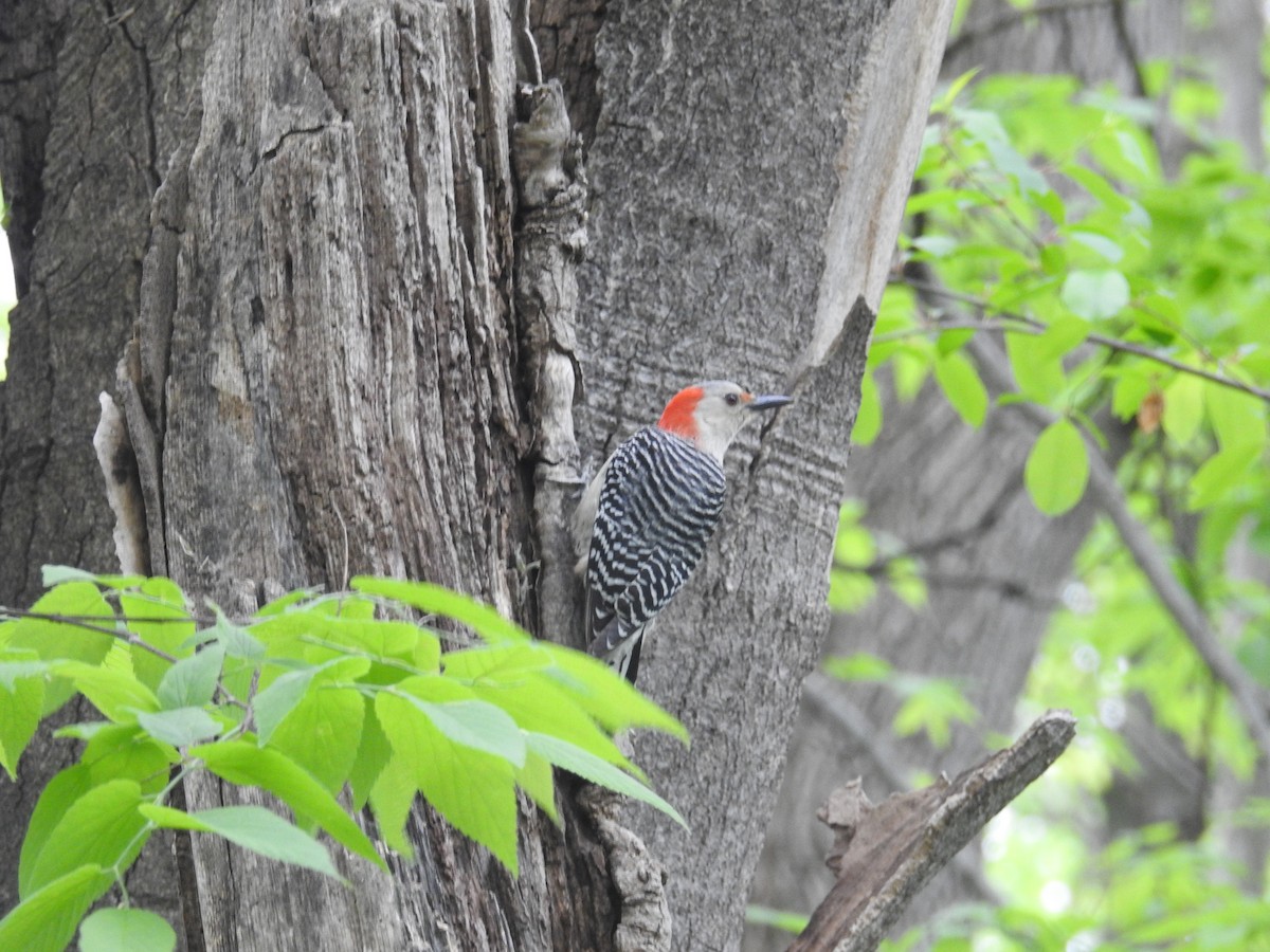 Red-bellied Woodpecker - ML618431429