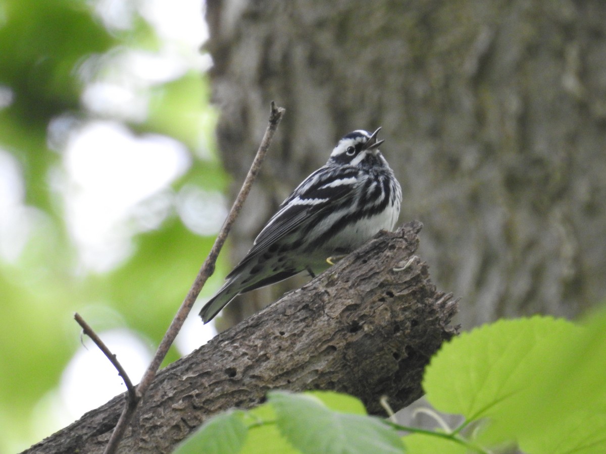Black-and-white Warbler - ML618431452