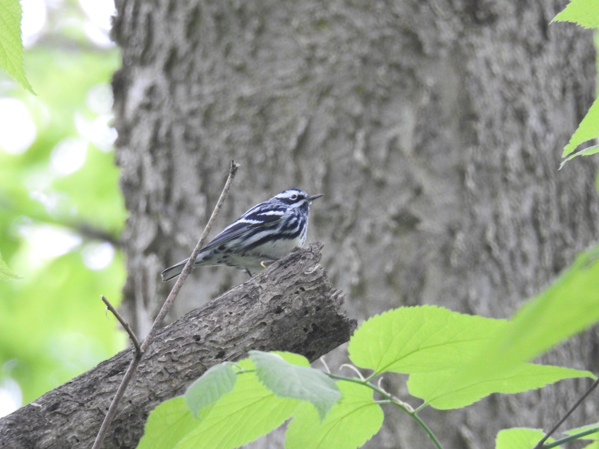 Black-and-white Warbler - ML618431453