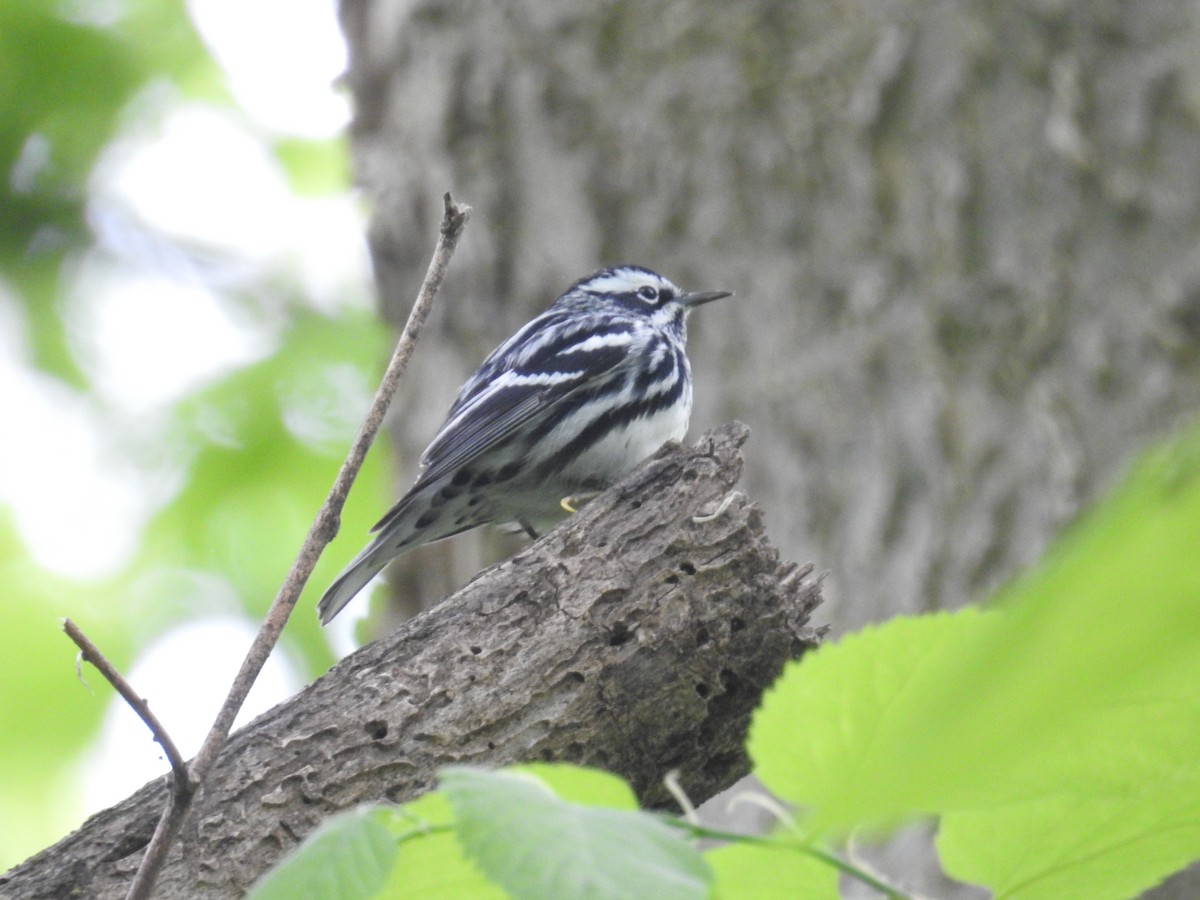 Black-and-white Warbler - ML618431454