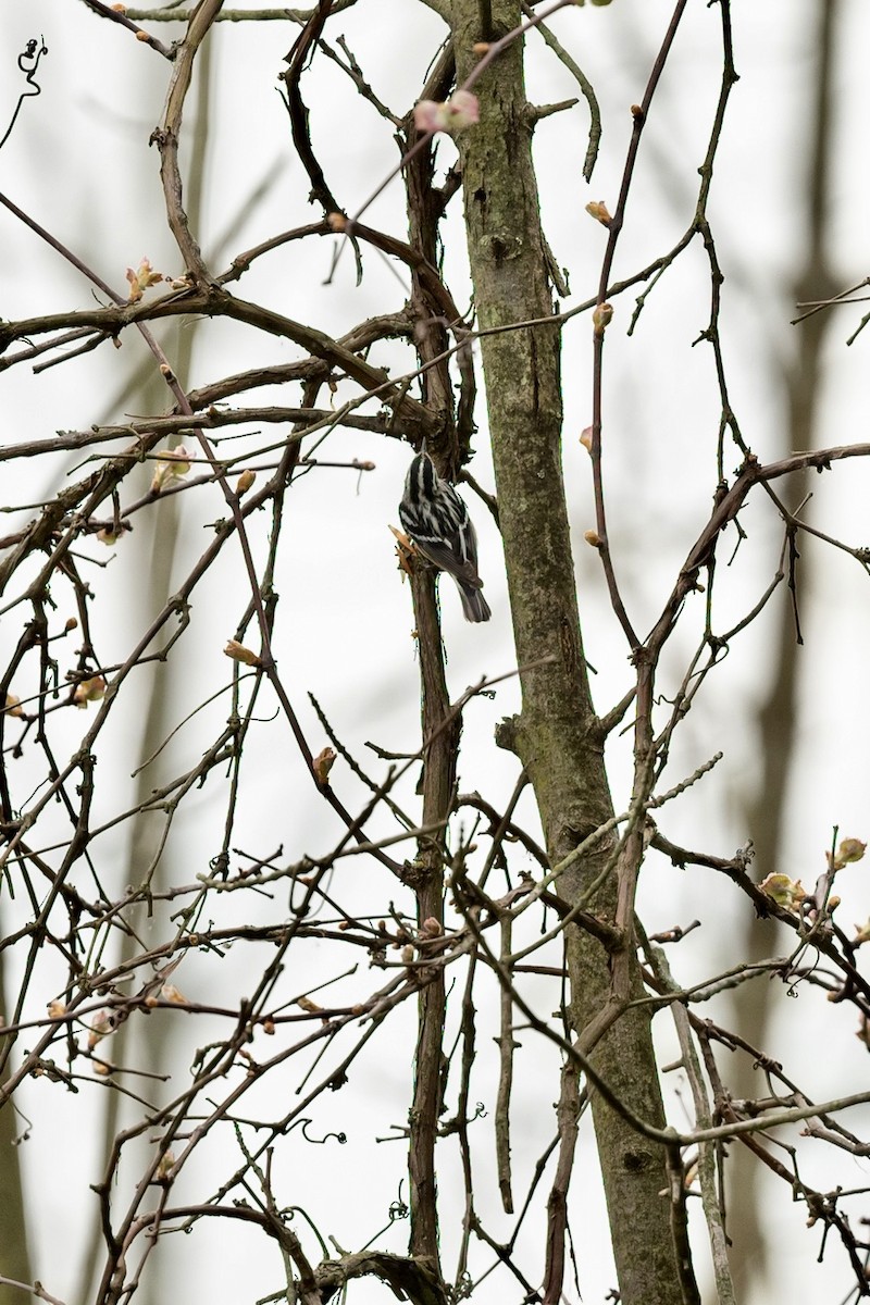 Black-and-white Warbler - ML618431543