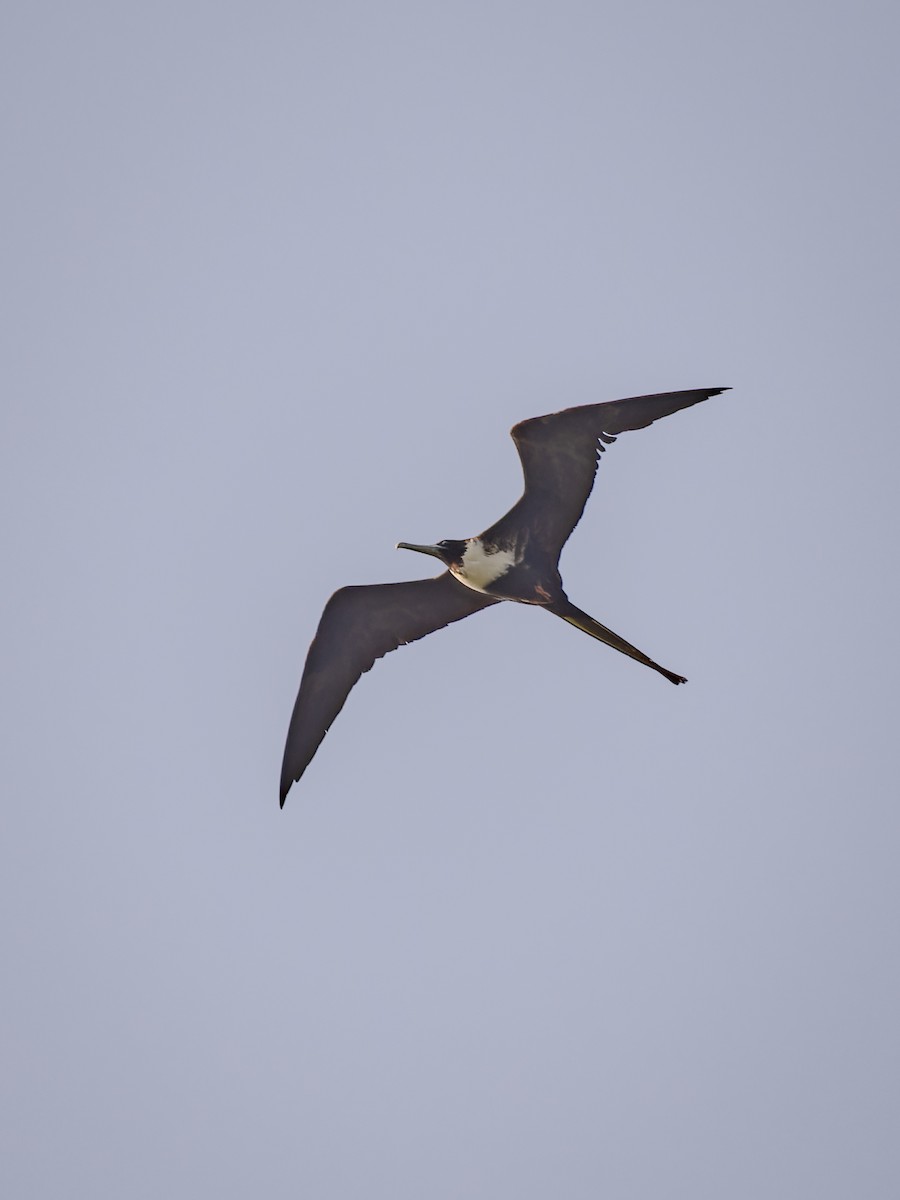 Magnificent Frigatebird - ML618431551