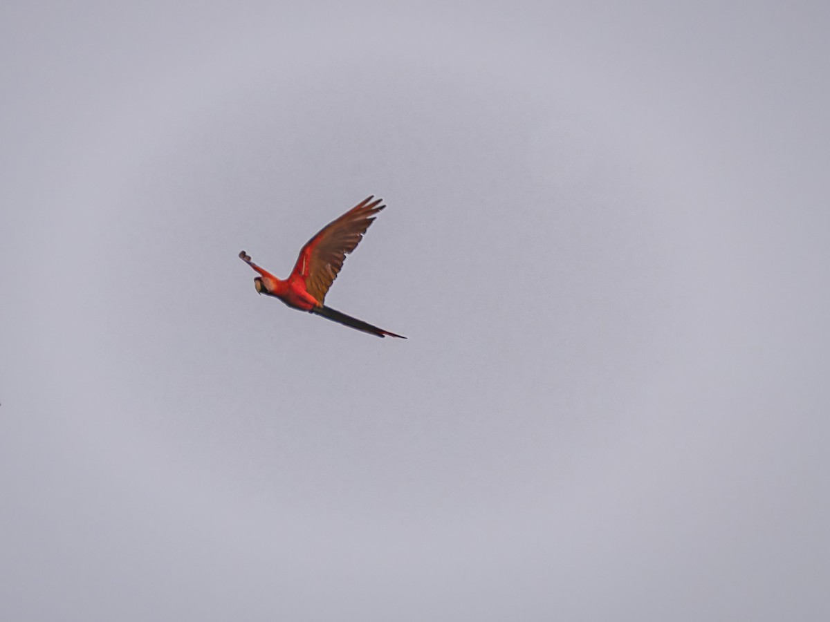 Scarlet Macaw - ML618431608