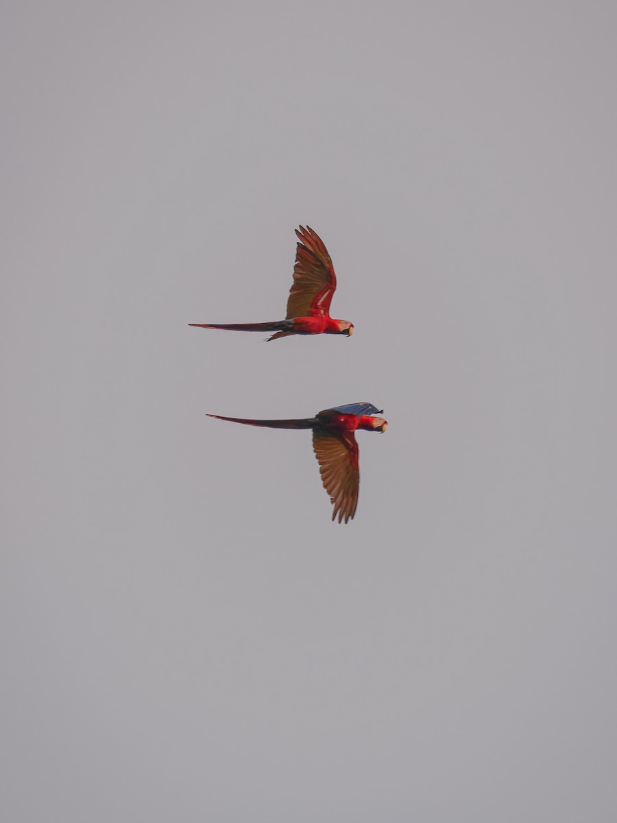 Scarlet Macaw - ML618431609