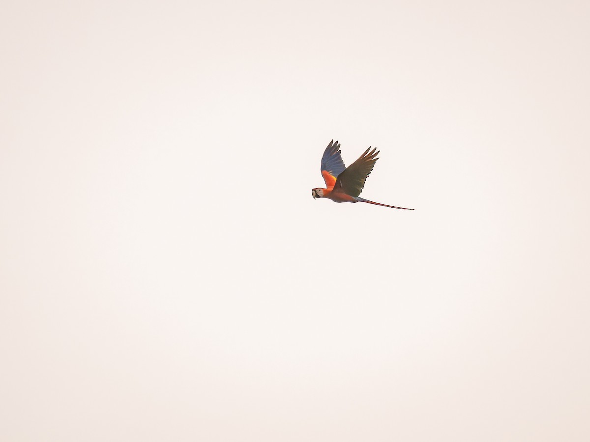 Scarlet Macaw - ML618431610
