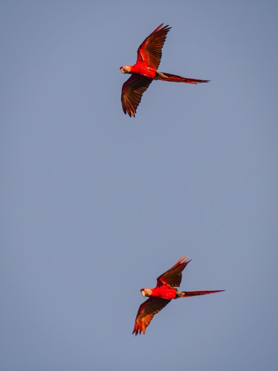 Scarlet Macaw - ML618431611