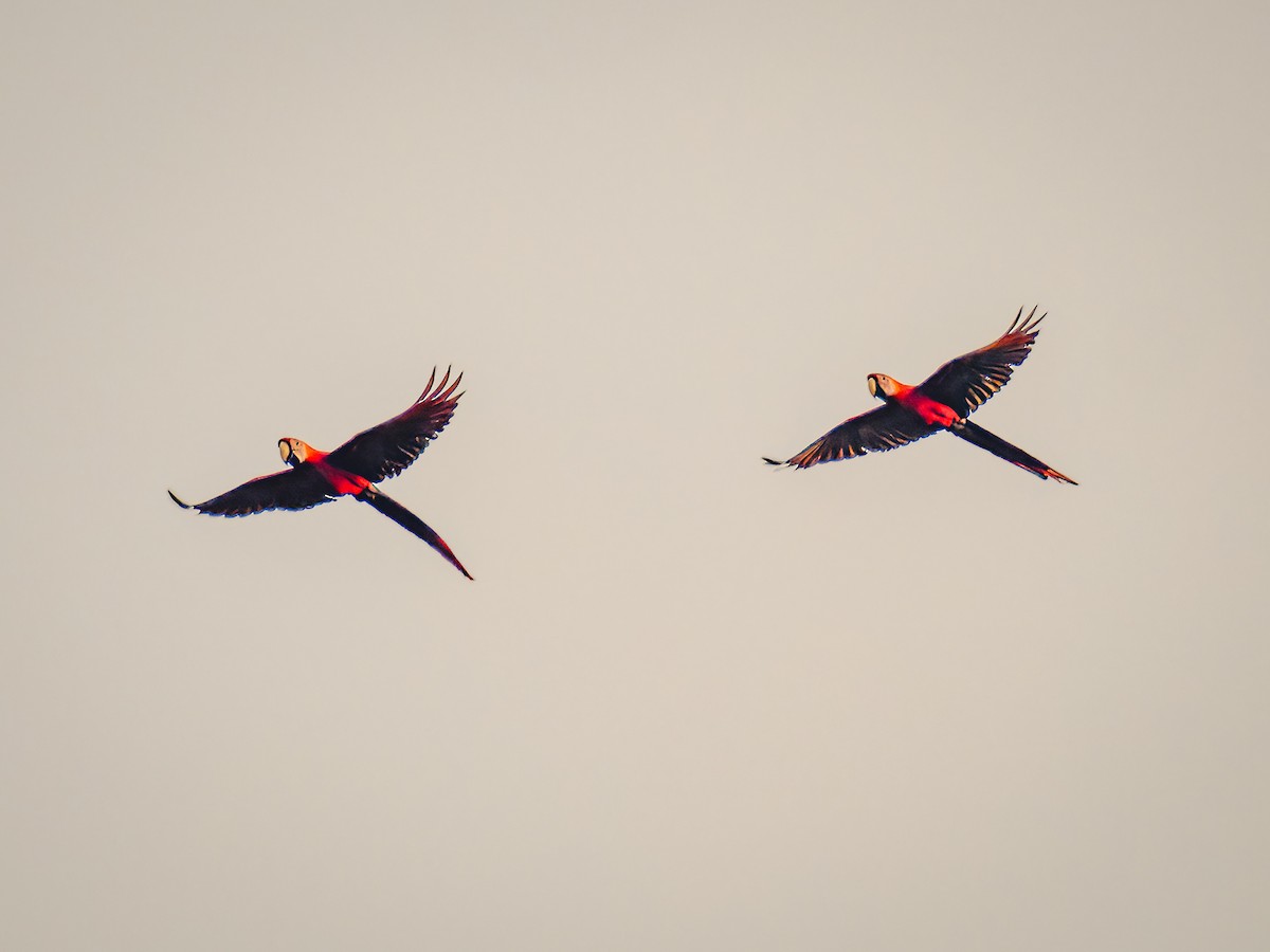 Scarlet Macaw - ML618431612