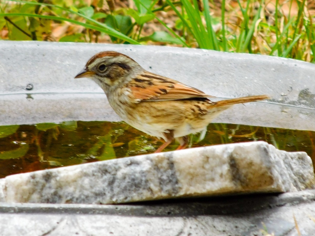Swamp Sparrow - ML618431651