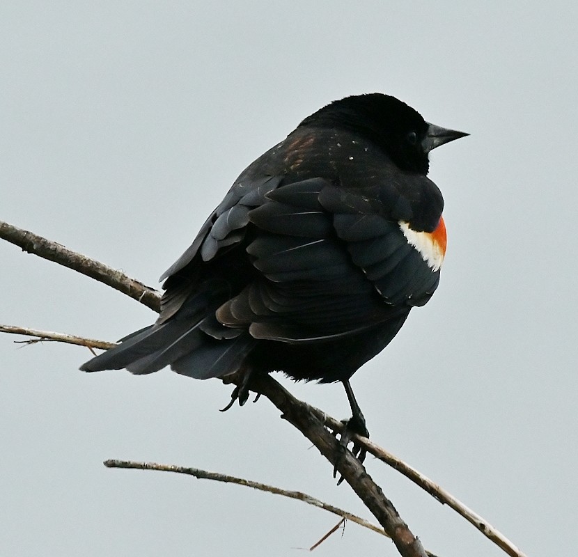 Red-winged Blackbird - ML618431654