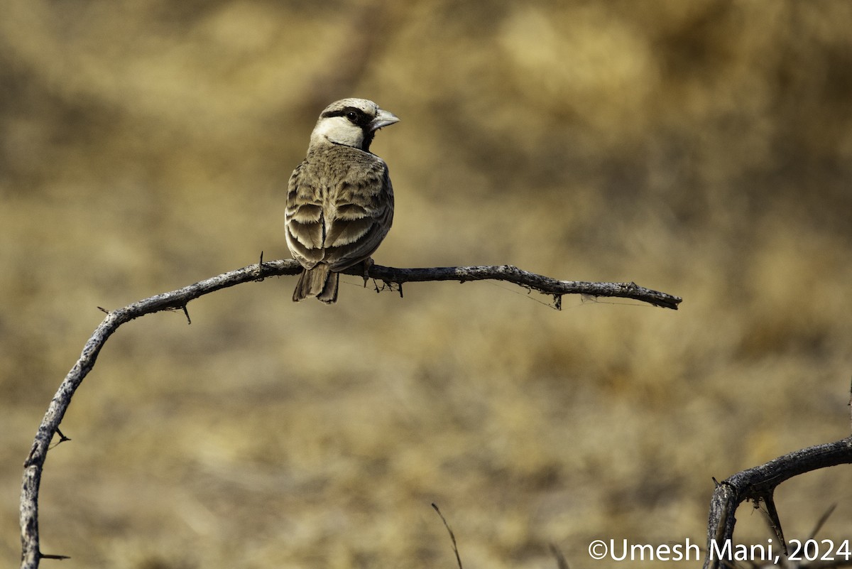 Ashy-crowned Sparrow-Lark - ML618431683
