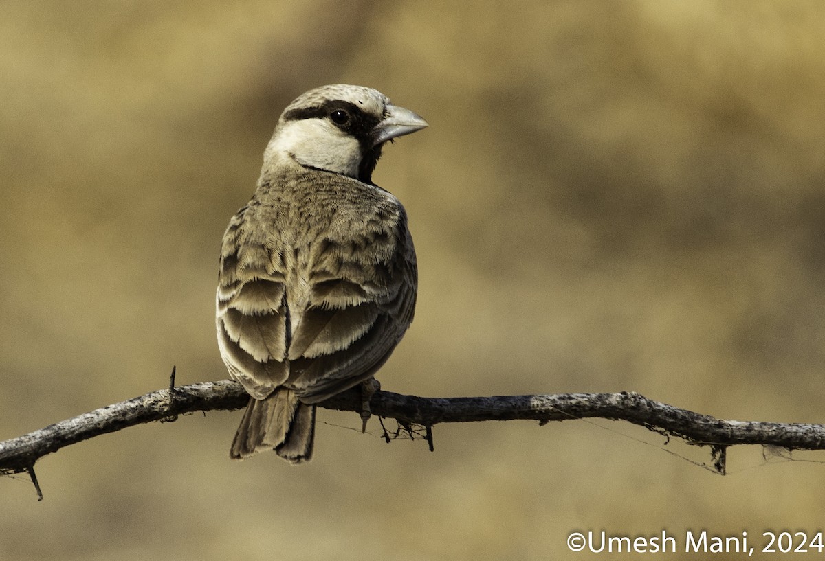 Ashy-crowned Sparrow-Lark - ML618431688