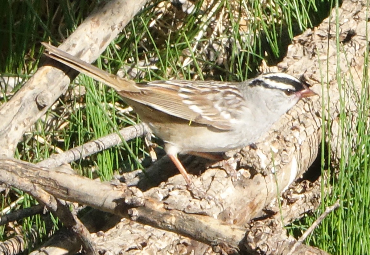 White-crowned Sparrow (Dark-lored) - ML618431690