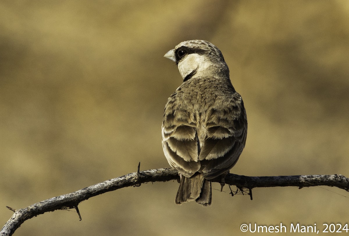 Ashy-crowned Sparrow-Lark - ML618431692