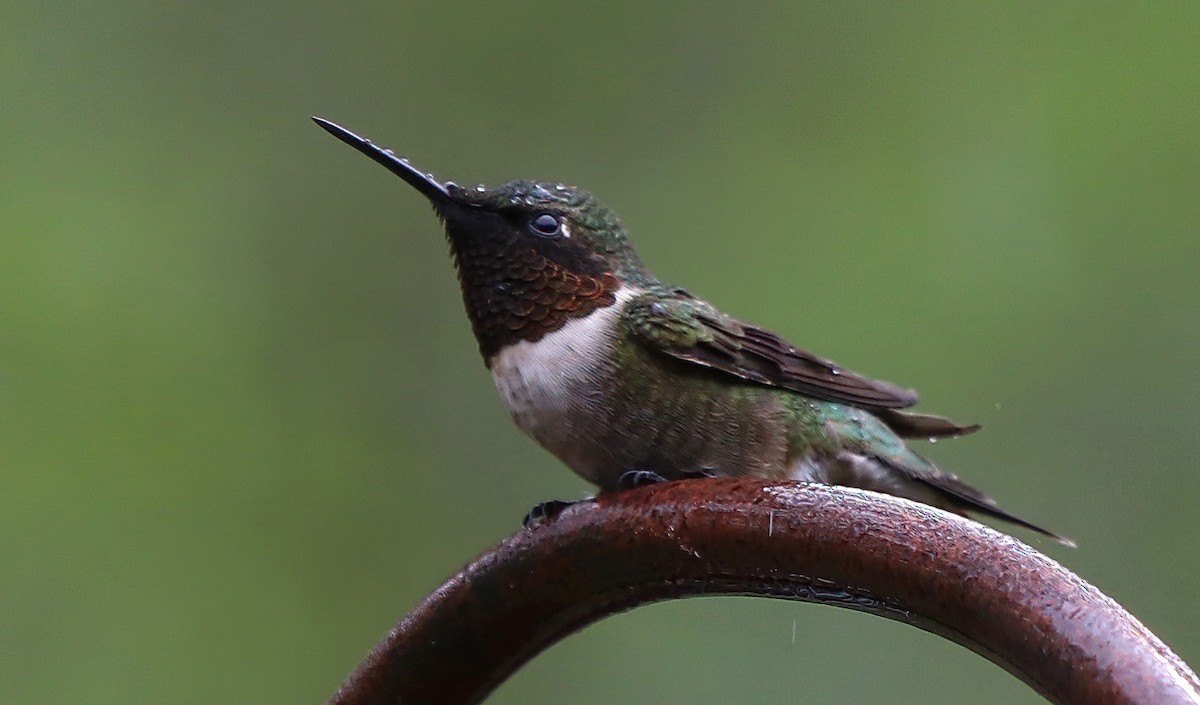 Ruby-throated Hummingbird - ML618431723