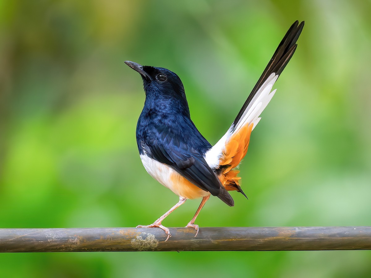 Andaman Shama - Copsychus albiventris - Birds of the World